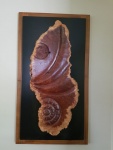 Red Mallee burl wall hanging