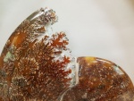 ammonite close up