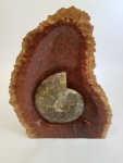Red Mallee burl and ammonite sculpture sold